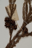 柳杉藏品圖，第3張