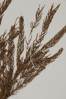 柳杉藏品圖，第4張