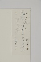 小葉漢松藏品圖，第2張