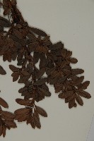 小葉漢松藏品圖，第3張