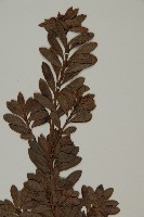 小葉漢松藏品圖，第4張