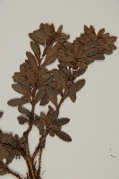 小葉漢松藏品圖，第5張