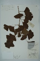 銀杏藏品圖，第1張