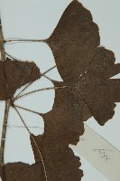 銀杏藏品圖，第3張