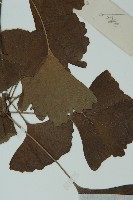 銀杏藏品圖，第4張