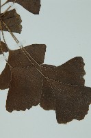 銀杏藏品圖，第5張