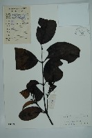 買麻藤藏品圖，第1張