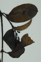 買麻藤藏品圖，第3張