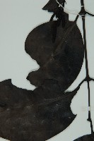 買麻藤藏品圖，第4張