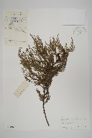柏木、柏樹藏品圖，第1張