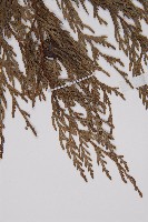柏木、柏樹藏品圖，第3張