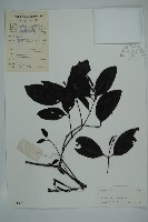 買麻藤藏品圖，第1張