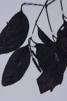 買麻藤藏品圖，第4張