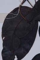 買麻藤藏品圖，第3張