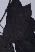 買麻藤藏品圖，第4張