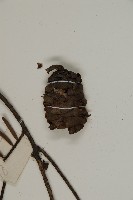 黃杉藏品圖，第3張