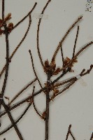 黃杉藏品圖，第5張