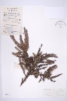 柳杉藏品圖，第1張