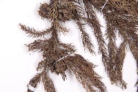 柳杉藏品圖，第3張