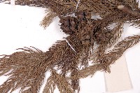 柳杉藏品圖，第4張