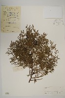 側柏藏品圖，第1張