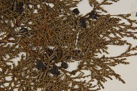 側柏藏品圖，第3張