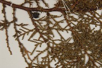 側柏藏品圖，第4張