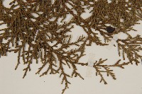 側柏藏品圖，第5張