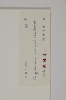 柳杉藏品圖，第2張