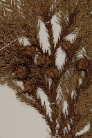 柳杉藏品圖，第3張