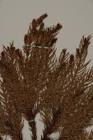 柳杉藏品圖，第4張