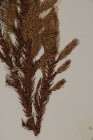 柳杉藏品圖，第5張