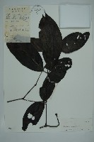 買麻藤藏品圖，第1張