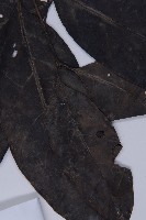 買麻藤藏品圖，第3張