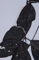 買麻藤藏品圖，第4張