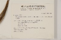 思茅松藏品圖，第2張