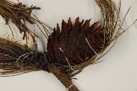 思茅松藏品圖，第3張