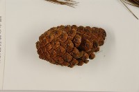 思茅松藏品圖，第4張