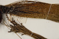 思茅松藏品圖，第5張