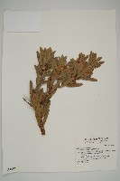 蘭嶼羅漢松藏品圖，第1張