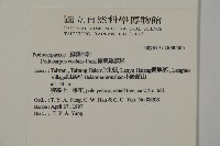 蘭嶼羅漢松藏品圖，第2張