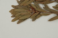 蘭嶼羅漢松藏品圖，第4張