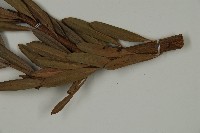 蘭嶼羅漢松藏品圖，第5張