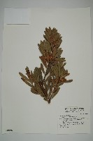 蘭嶼羅漢松藏品圖，第4張