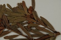 蘭嶼羅漢松藏品圖，第6張