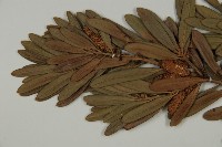 蘭嶼羅漢松藏品圖，第7張