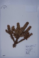 臺灣冷杉藏品圖，第1張