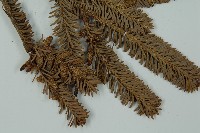 臺灣冷杉藏品圖，第3張