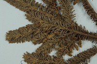 臺灣冷杉藏品圖，第4張