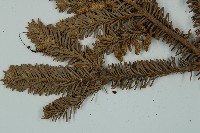 臺灣冷杉藏品圖，第5張